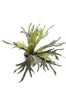 Kunstplant - Platycerium - Hertshoorn