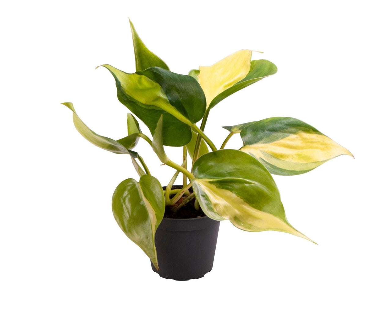 Philodendron scandens 'Brazil', groen-geel, babyplant 6 cm, plant in pot