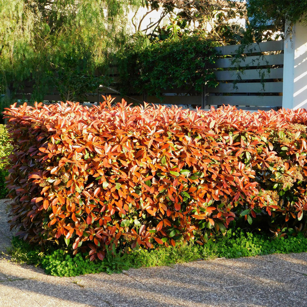 Photinia fraseri Red Robin, plant in pot