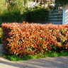 Photinia fraseri Red Robin
