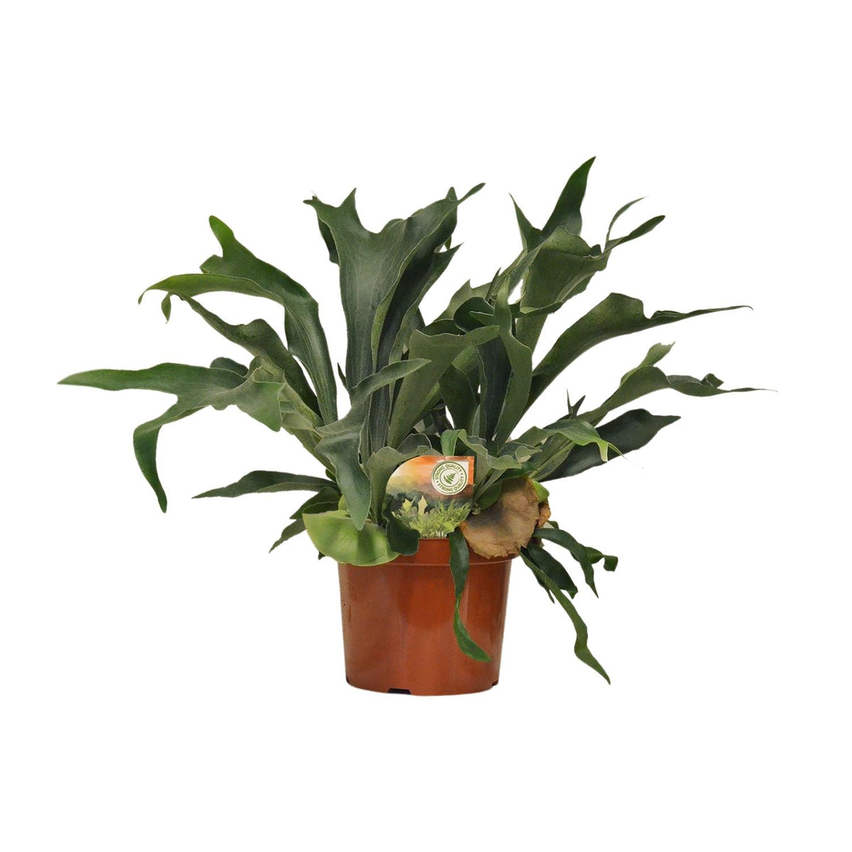 Detailfoto van Platycerium Bifurcatum