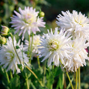 Dahlia &