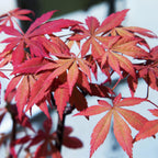 Japanse esdoorn Acer palmatum Sumi-nagashi, detail van het blad