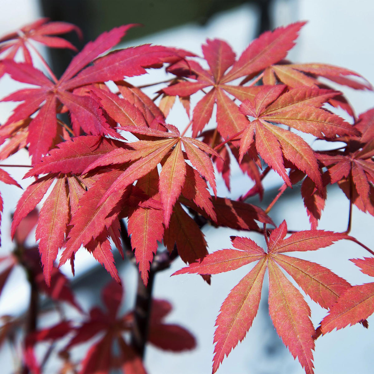Japanse esdoorn Acer palmatum Sumi-nagashi, detail van het blad
