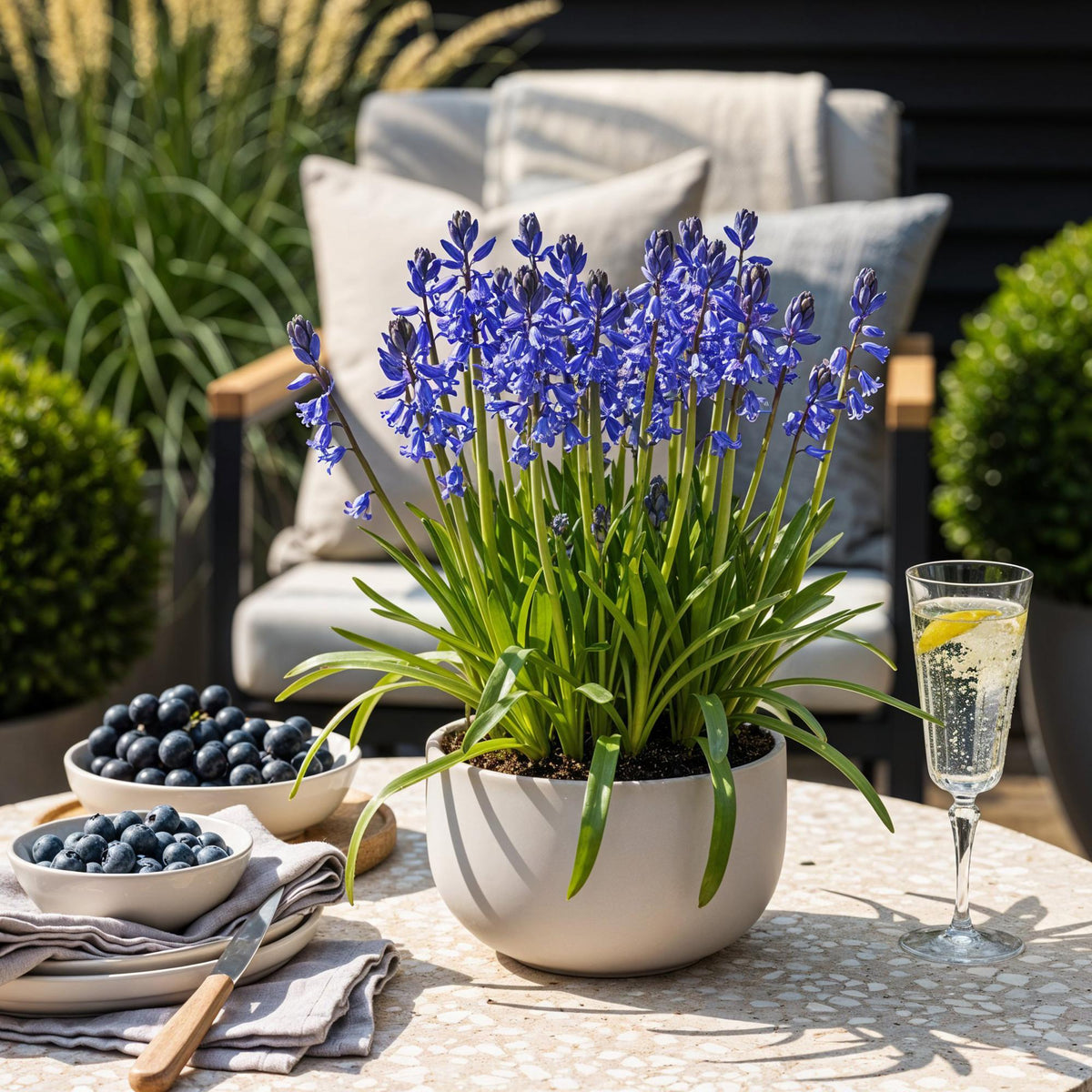 Hyacinthoides non Scripta, kenmerkend blad