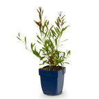 Prachtkaars Gaura 'Whirling Butterflies', bijenplant, wit, detail van het blad