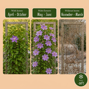 Clematis &