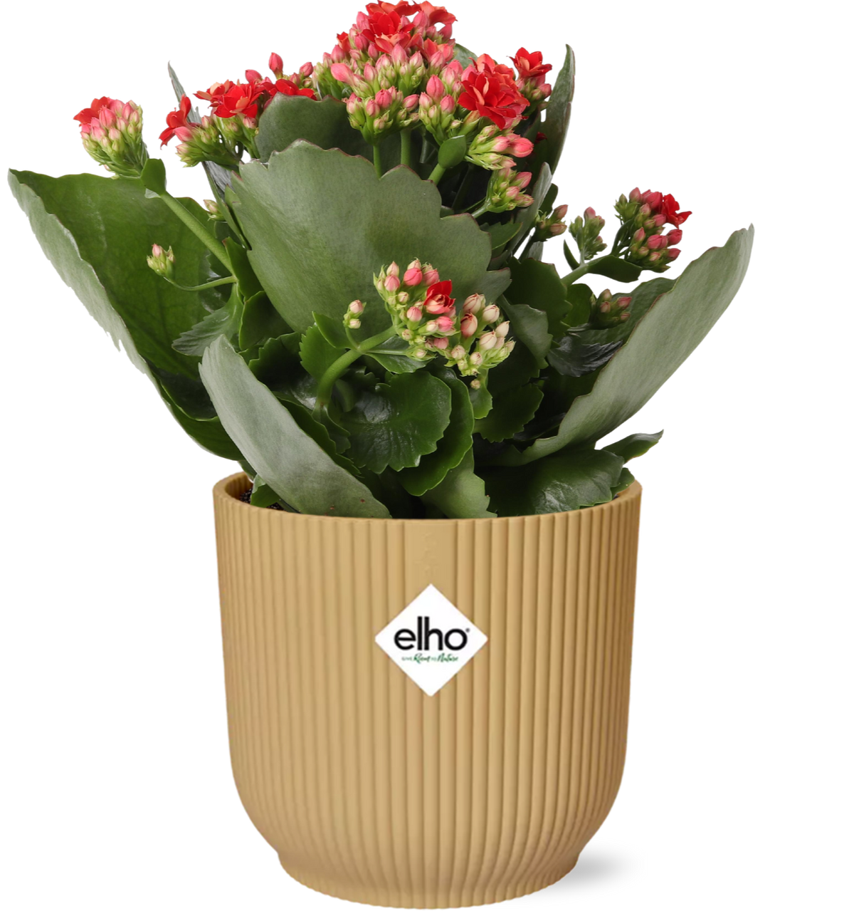 Kalanchoe 'Don Justino' rood in Elho Vibes Fold 14 cm geel, plant in pot