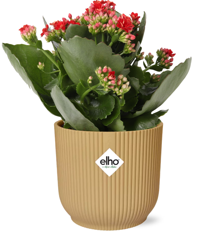 Kalanchoe &