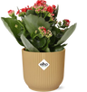 Kalanchoe 'Don Justino' rood in Elho Vibes Fold 14 cm geel