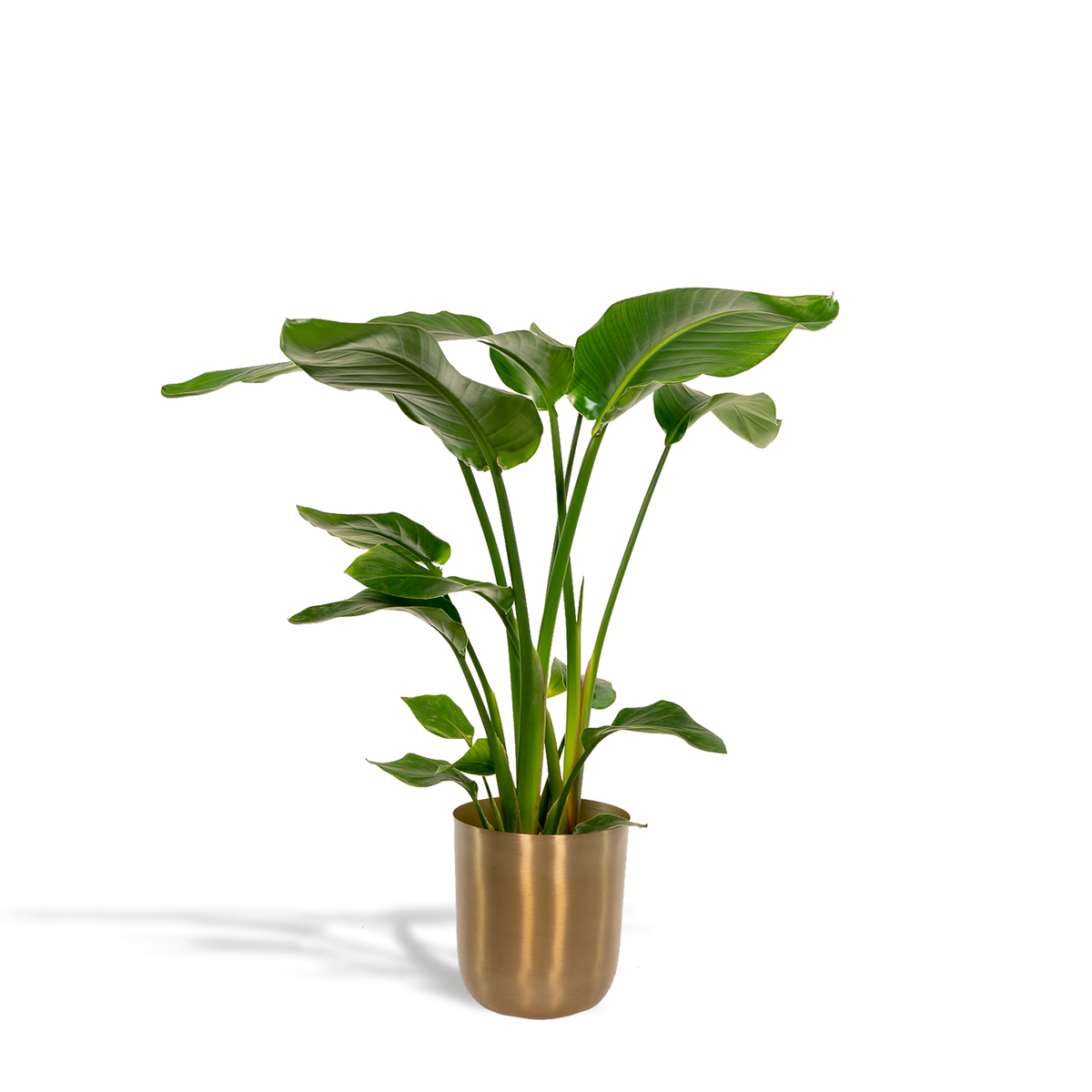 Detailfoto van Strelitzia Nicolai