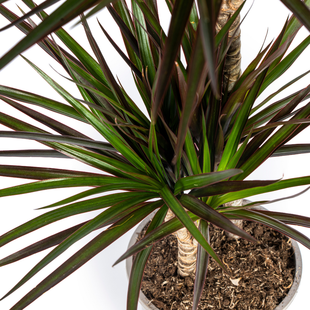 Dracaena Marginata Magenta, detail van het blad