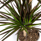Dracaena Marginata Magenta, detail van het blad