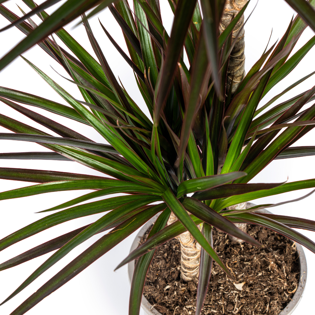Dracaena Marginata Magenta, detail van het blad
