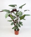 Productafbeelding van Pureplant