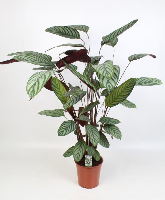Productafbeelding van Pureplant