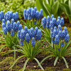 Muscari Armeniacum, kenmerkend blad