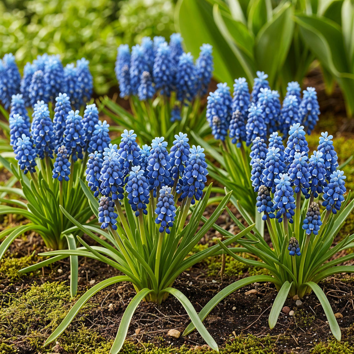 Muscari Armeniacum, kenmerkend blad