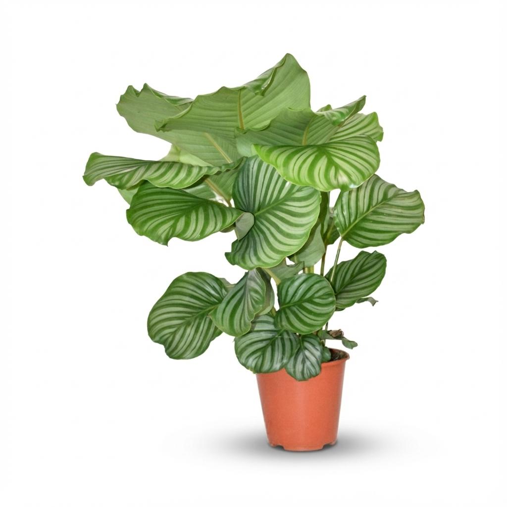 Calathea Orbifolia, plant in pot