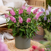 3x Buddleja davidii Butterfly Candy Little Pink