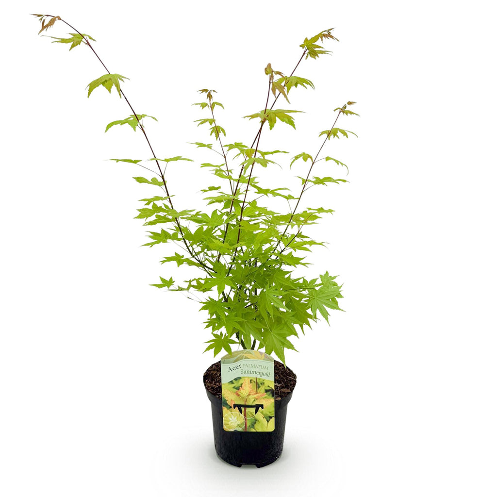Japanse esdoorn Acer palmatum Summergold, groene bladeren