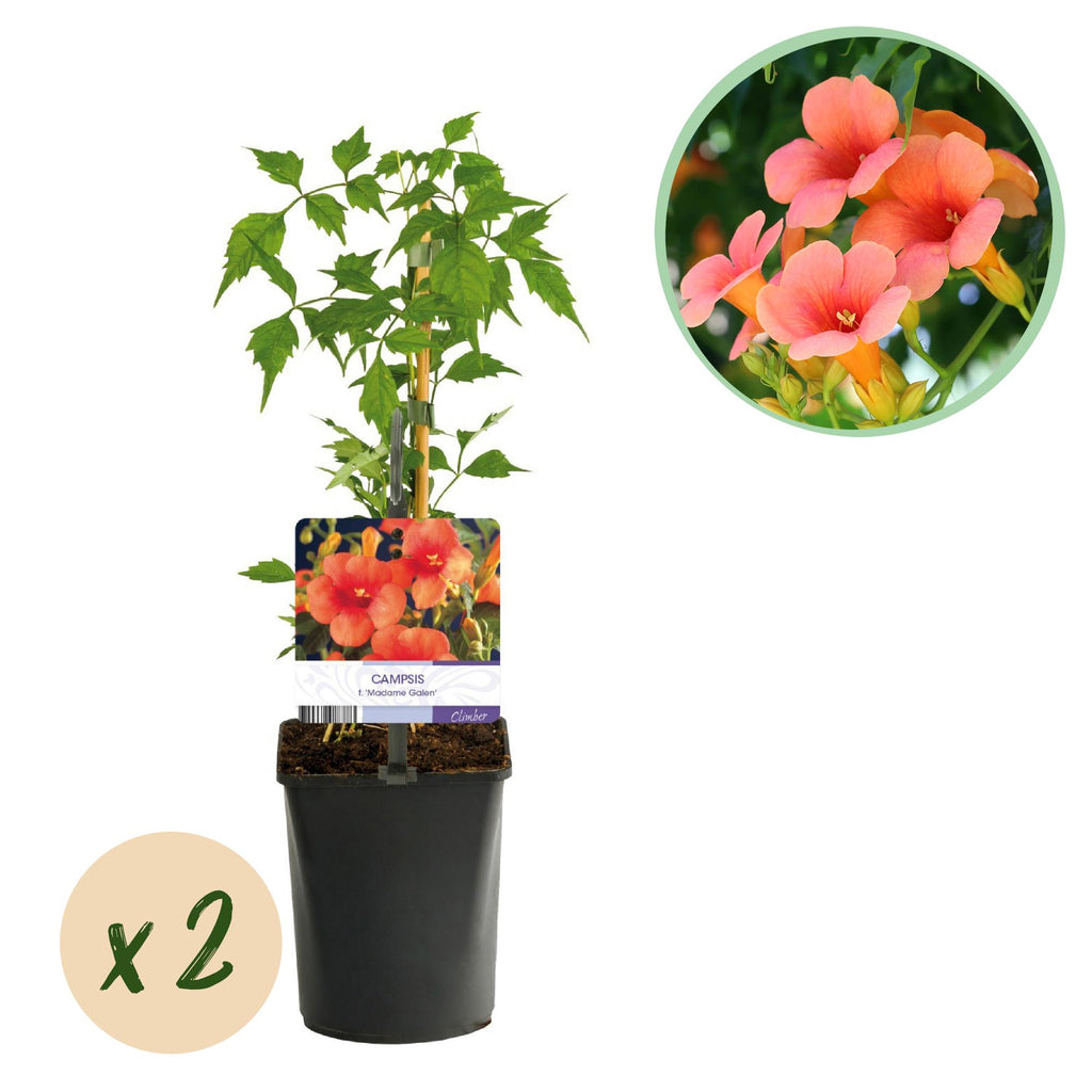 Campsis radicans Madame Galen, detail van het blad