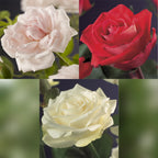 Rosa Tricolour, kenmerkend blad