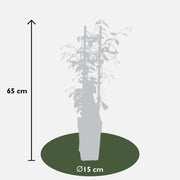 Trachelospermum &