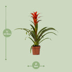 Detailfoto van Guzmania Ostara