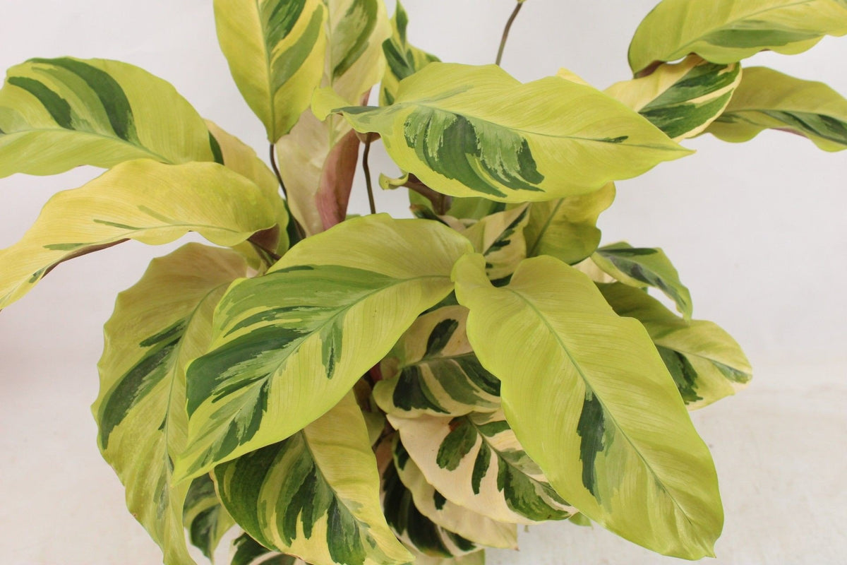 Calathea Fusion Yellow in Ø 14 cm Plantenpot - Hoogte: 45 - 55 cm, detail van het blad