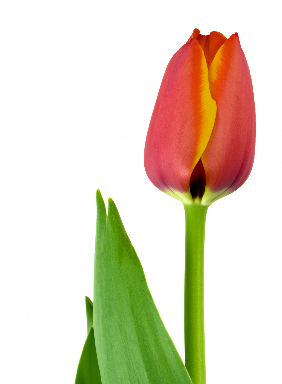Tulpenbollen Dafeng, oranje grootbloemige tulp, 20 stuks, kenmerkend blad