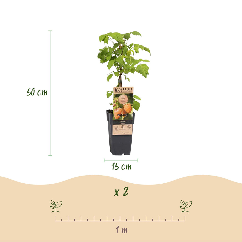 Frambozenplant Fallgold, fruitgewas voor de tuin, kenmerkend blad