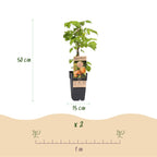 Frambozenplant Fallgold, fruitgewas voor de tuin, kenmerkend blad