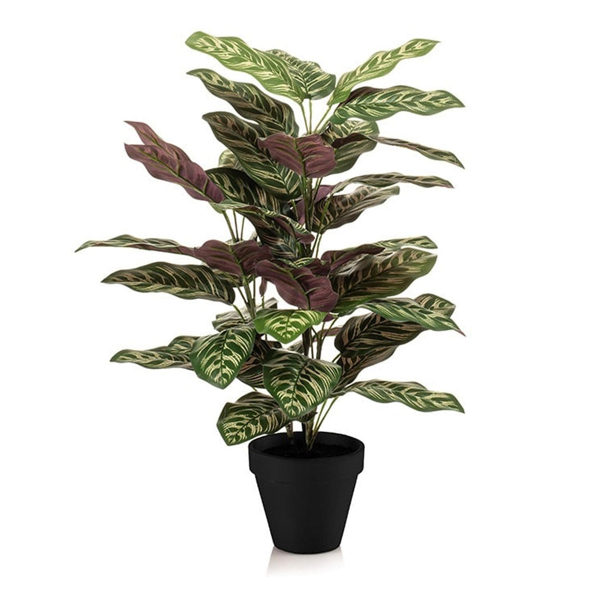 Calathea in pot, detail van het blad