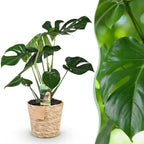 Monstera Deliciosa, detail van het blad