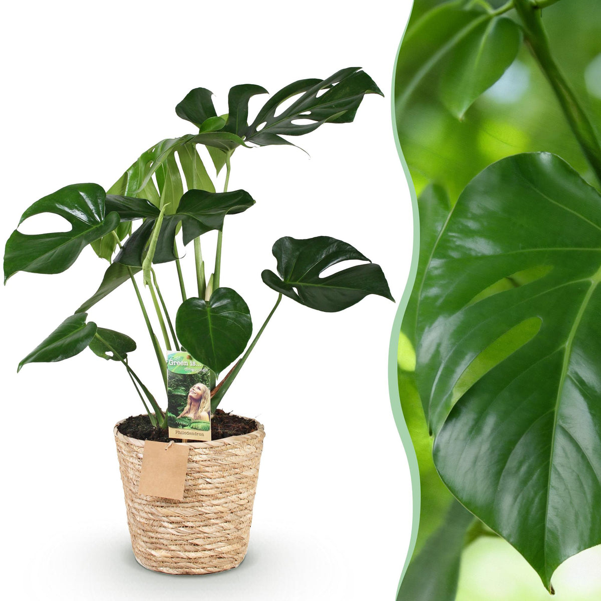 Monstera Deliciosa, detail van het blad