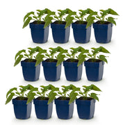 Rudbeckia fulg. Goldsturm - Gele zonnehoed - Geel - 12 Planten