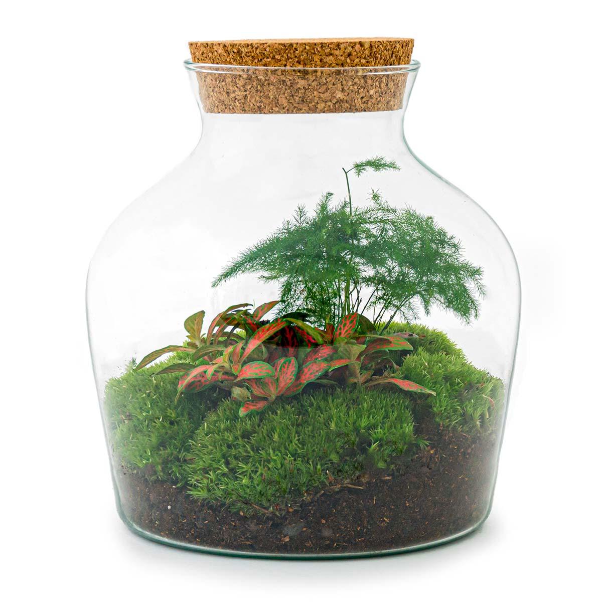 Detailfoto van DIY terrarium - Little Joe - Zonder gereedschap