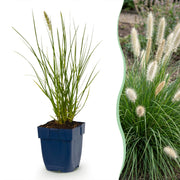 Pennisetum alop. Little Bunny - Lampenpoetsergras - Met Pluim - 24 Planten