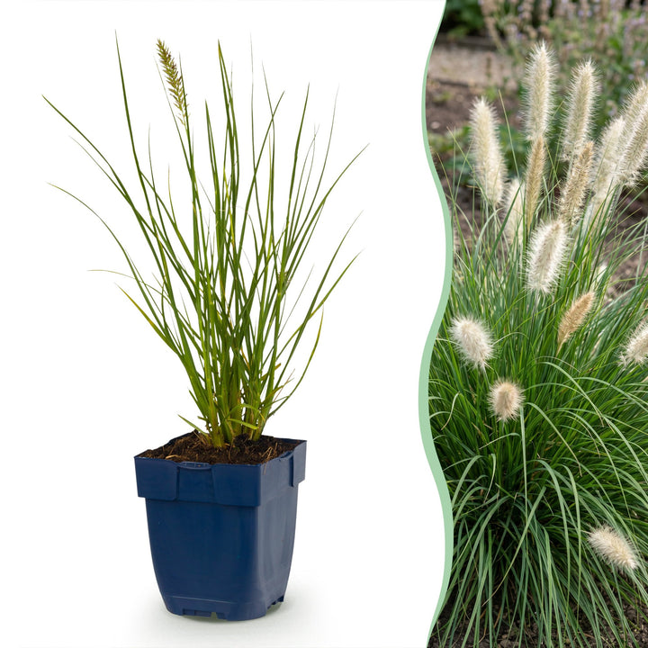 Pennisetum alop. Little Bunny - Lampenpoetsergras - Met Pluim - 24 Planten