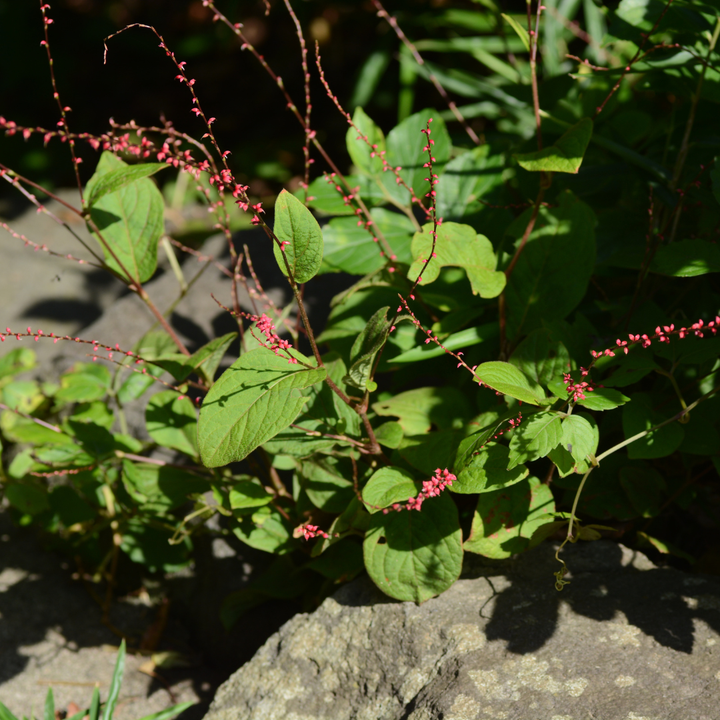 Persicaria a. &