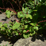 Persicaria a. 'Speciosa'