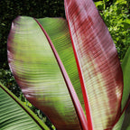 Sierbananenboom Musa Ensete Maurelli, groene bladeren