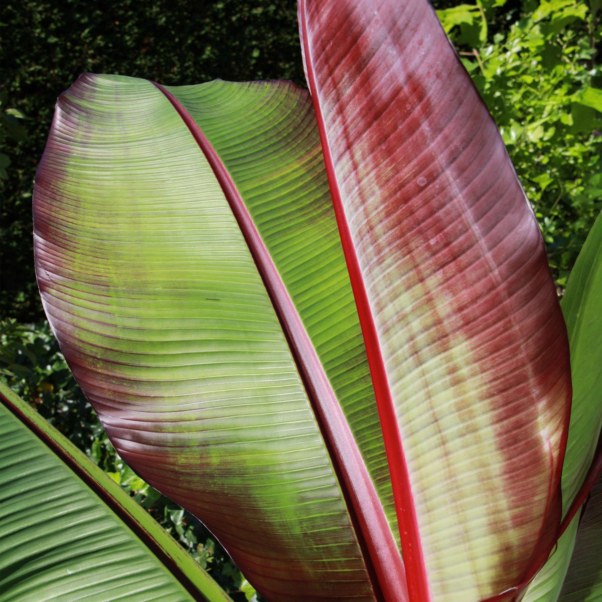 Sierbananenboom Musa Ensete Maurelli, groene bladeren