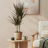 Dracaena Magenta
