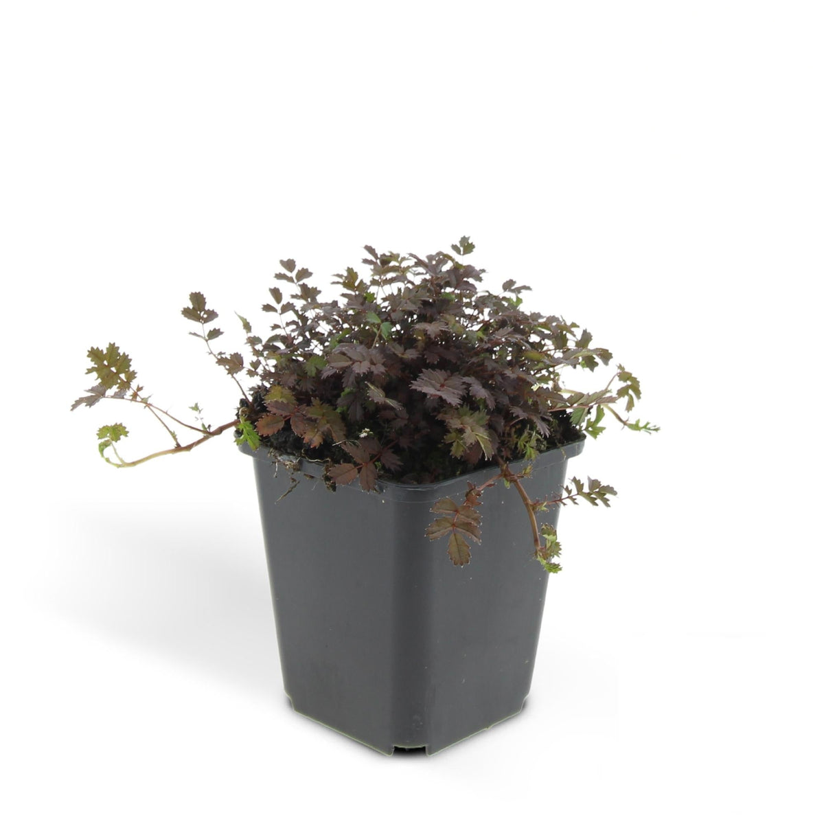 Acaena microphylla 'Kupferteppich', detail van het blad
