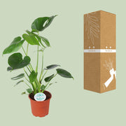 Monstera Deliciosa, 45 cm hoog