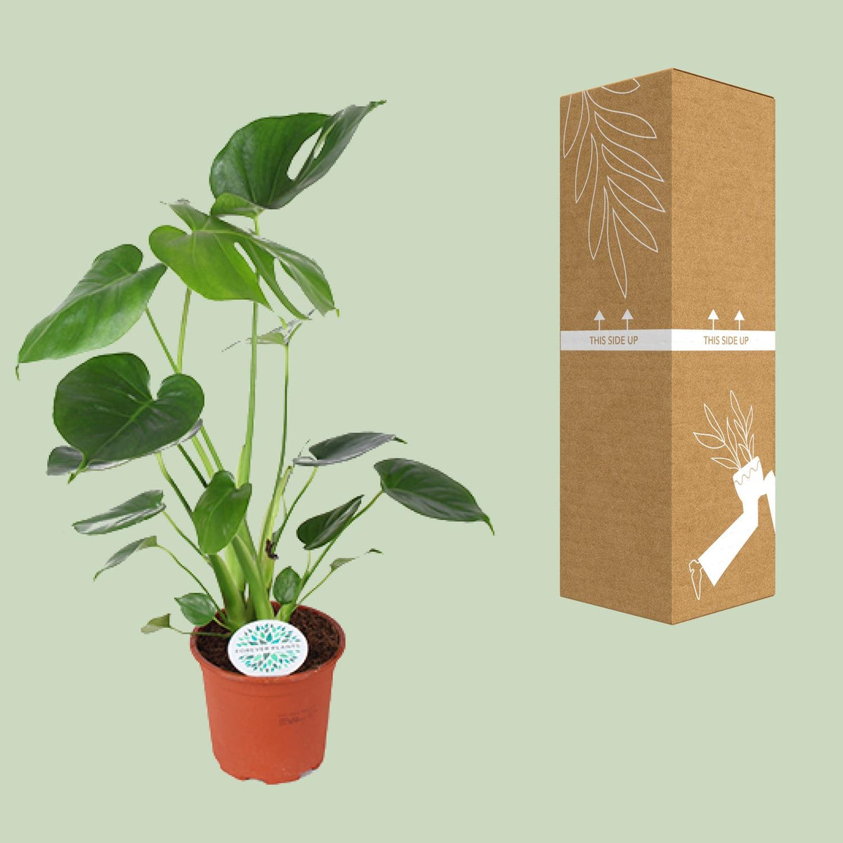 Productafbeelding van Pureplant