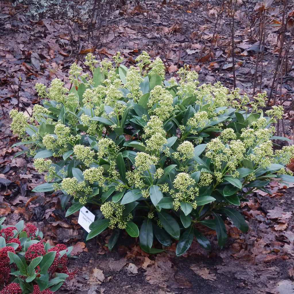 Skimmia japonica Finchy, 30 cm hoog, plant in pot