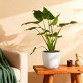 Alocasia Cucullata, plant in pot